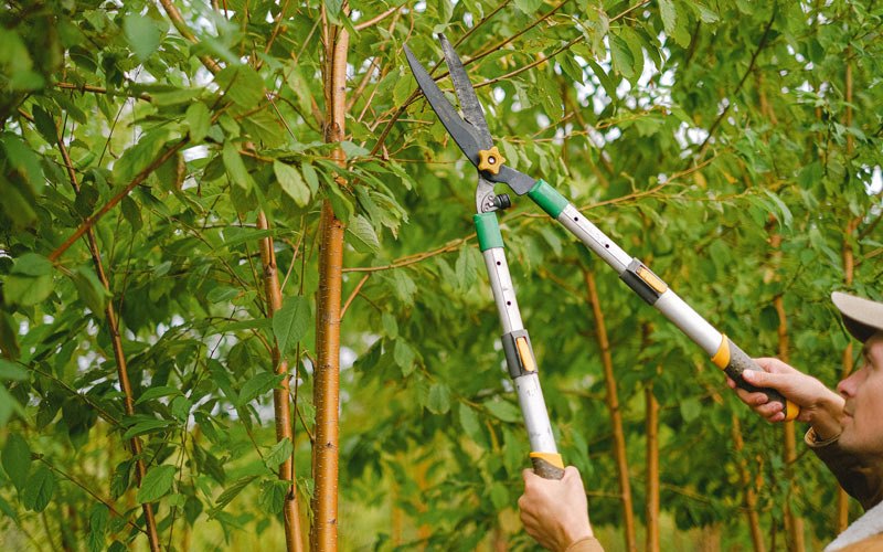 Tree trimming in Rohnert Park, CA